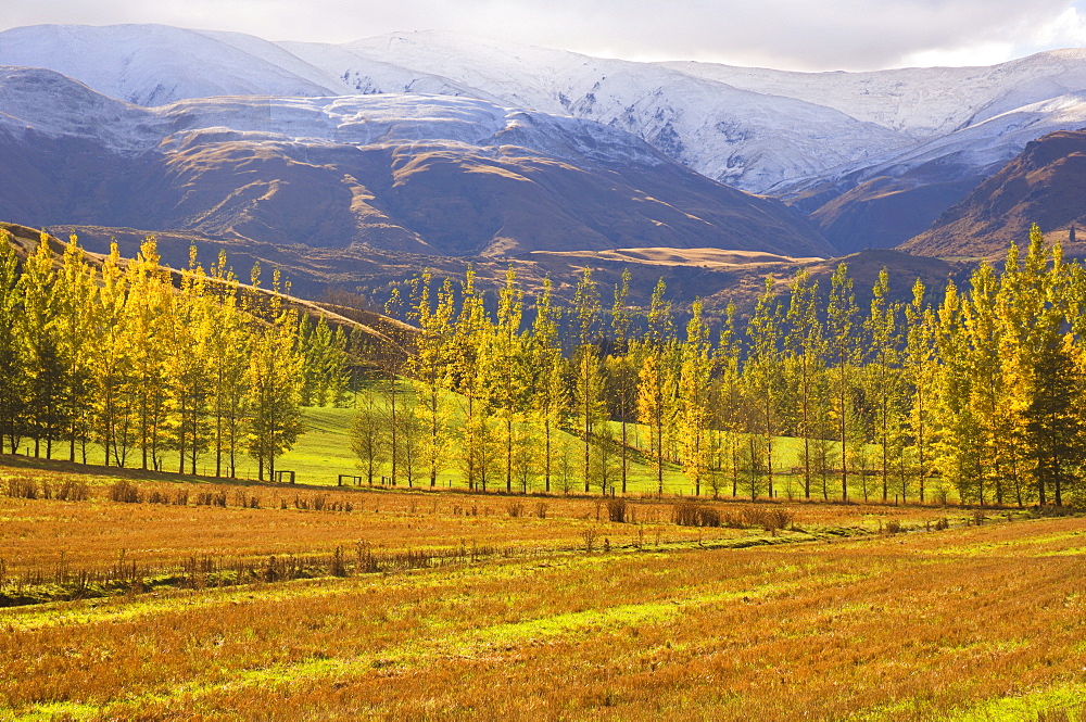 Farmland in autumn, Queenstown, Central Otago, South Island, New Zealand, Pacific