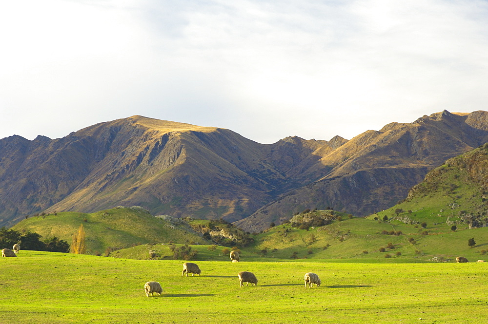 Sheep, Wanaka, Central Otago, South Island, New Zealand, Pacific 