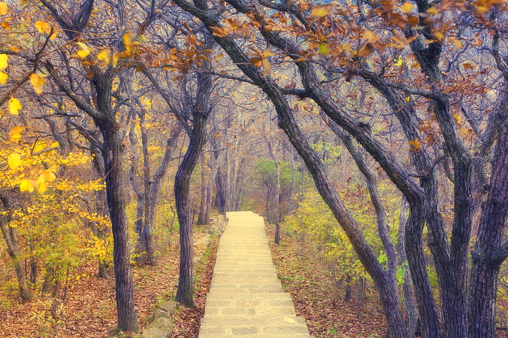 Footpath through mountain forest, Huang Shan (Yellow Mountain) (Mount Huangshan), UNESCO World Heritage Site, Anhui Province, China, Asia