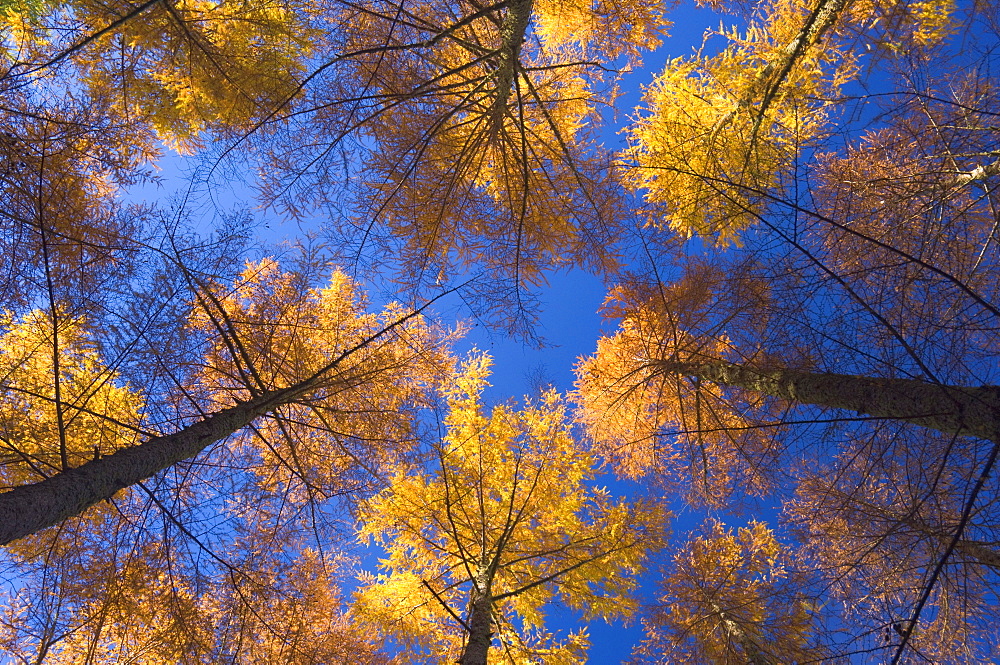 Japanese larches, Hanmer Springs, Canterbury, South Island, New Zealand, Pacific