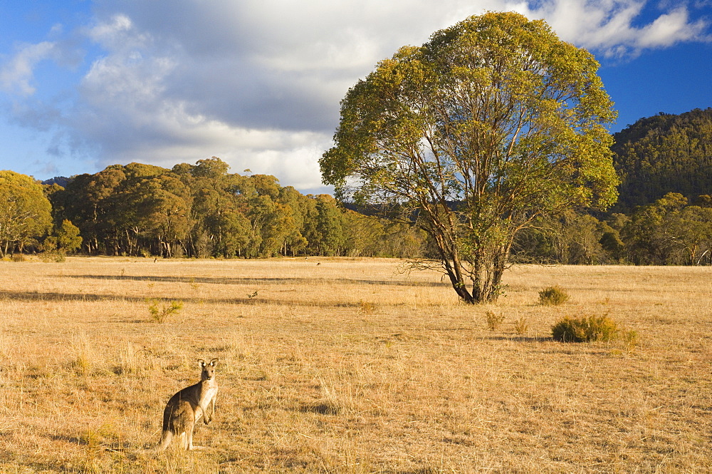 Eastern grey kangaroo, Kosciuszko National Park, New South Wales, Australia, Pacific