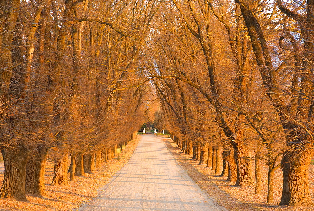 Elm tree alley, Wahgunyah, Victoria, Australia, Pacific