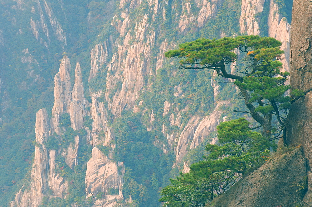 Rocks and pine trees, White Cloud scenic area, Huang Shan (Yellow Mountain), UNESCO World Heritage Site, Anhui Province, China, Asia