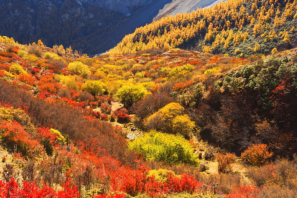 Autumn colours, Yading Nature Reserve, Sichuan Province, China, Asia