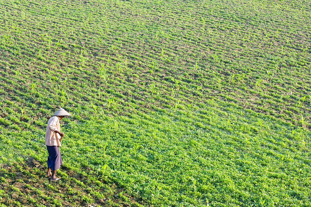 Farmer, Amarapura, Myanmar (Burma), Asia