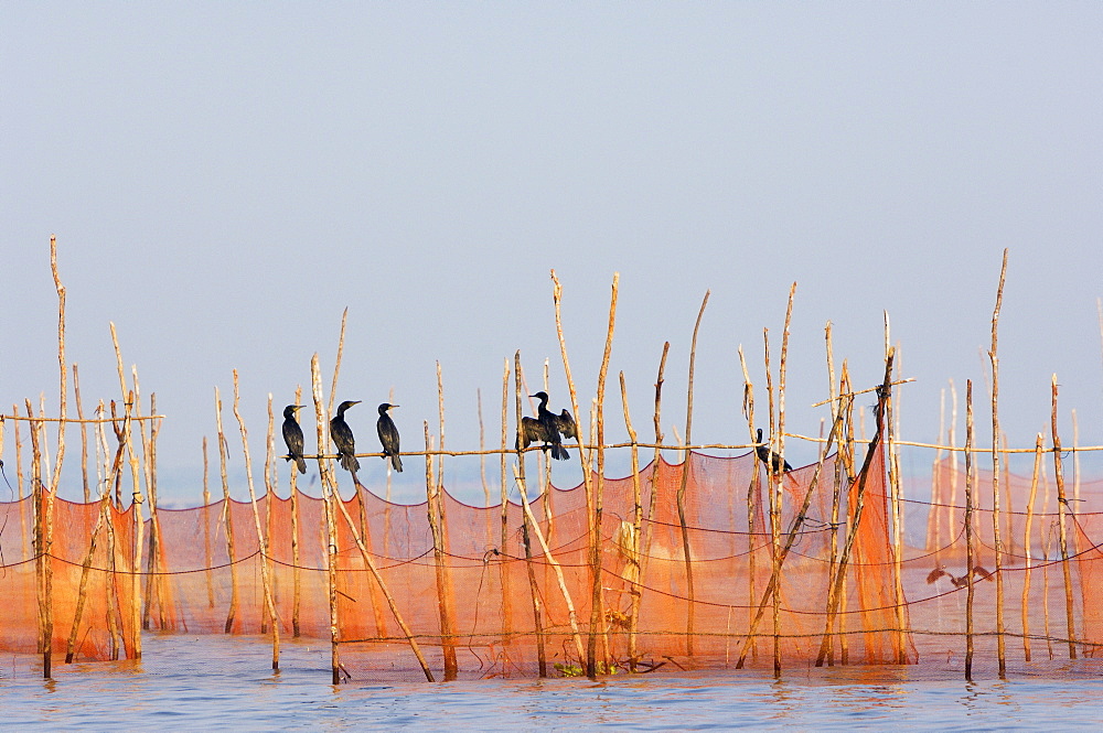 Cormorants and fishing nets, Tonle Sap Lake, Siem Reap, Cambodia, Indochina, Southeast Asia, Asia