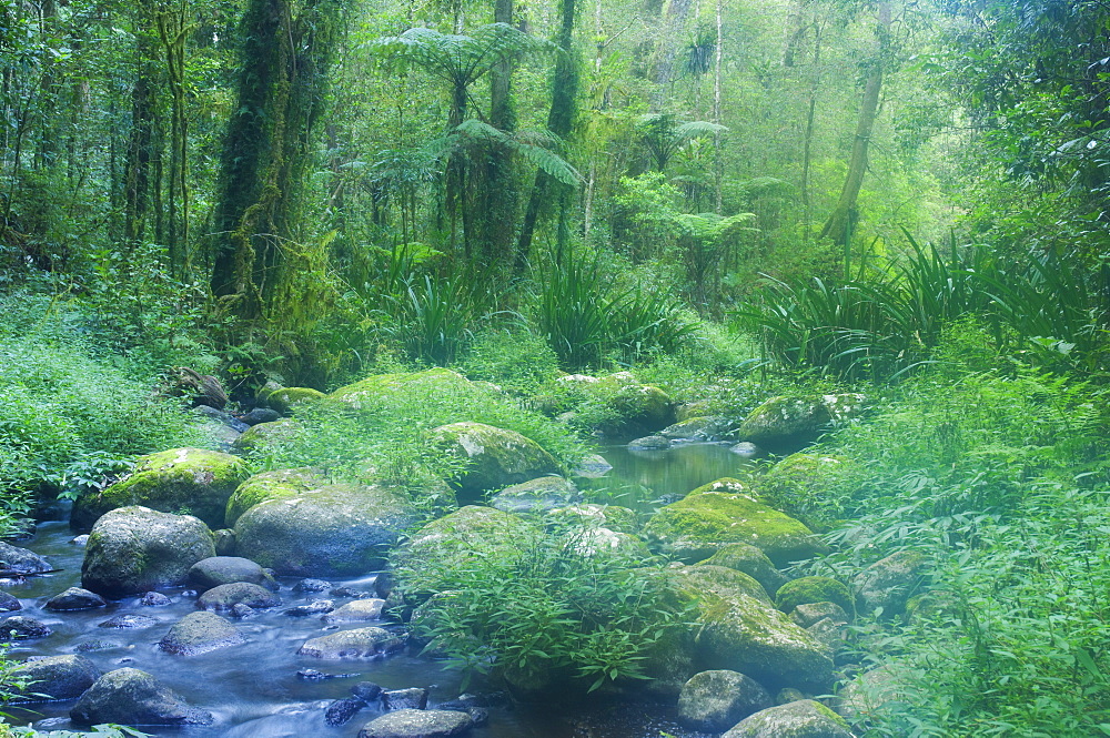 Brindle Creek, Border Ranges National Park, UNESCO World Heritage Site, New South Wales, Australia, Pacific