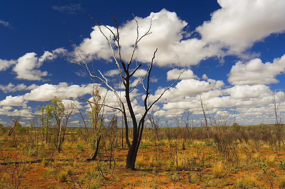 Outback scenery, Queensland, Australia, Pacific