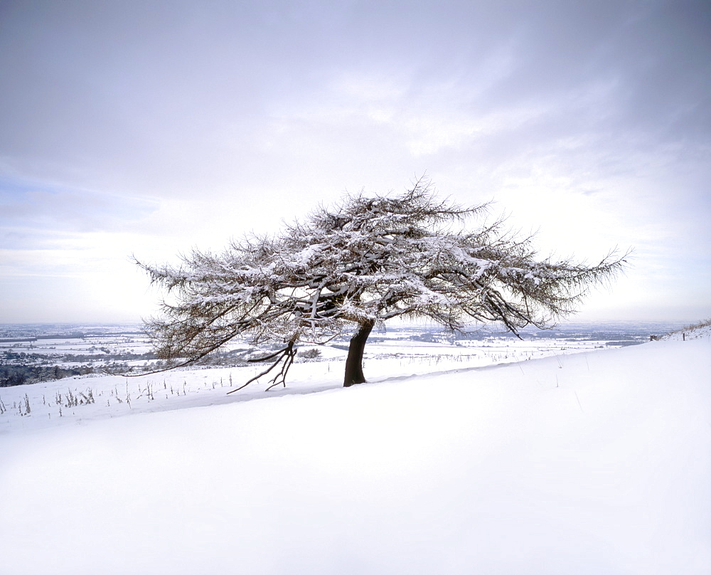 Tree in winter snow, North York Moors National Park, North Yorkshire, England