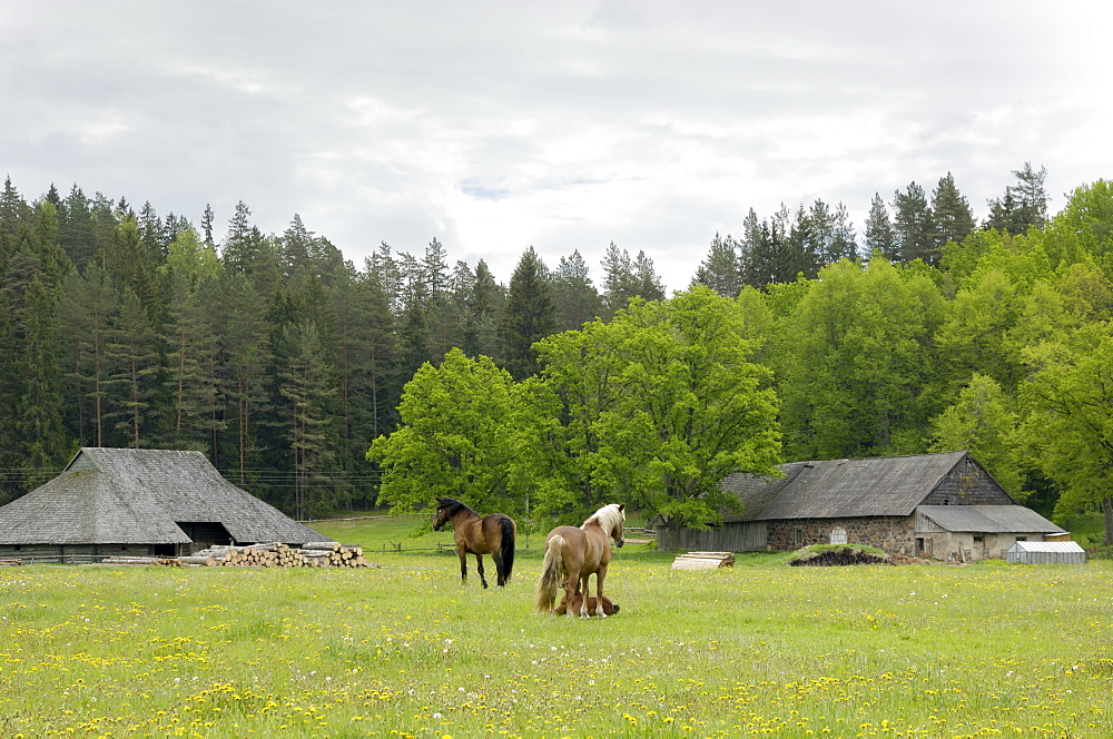 Typical Latvian farmstead, near Ligatne, Gauja National Park, Latvia, Baltic States, Europe