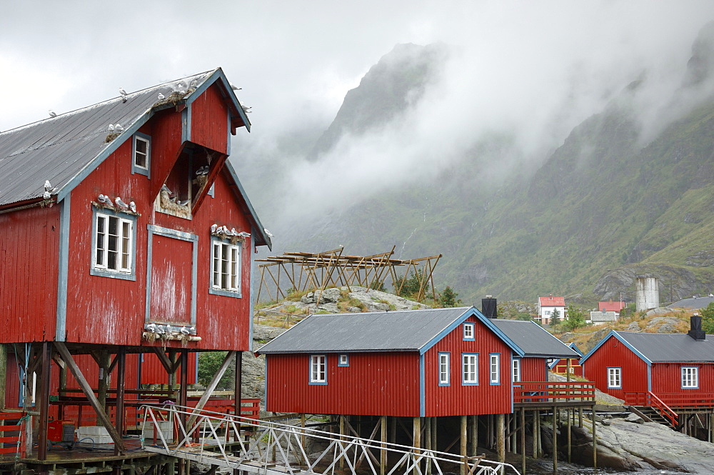 Seagulls nesting on a warehouse, Moskenesoya, Lofoten Islands, Norway, Scandinavia, Europe