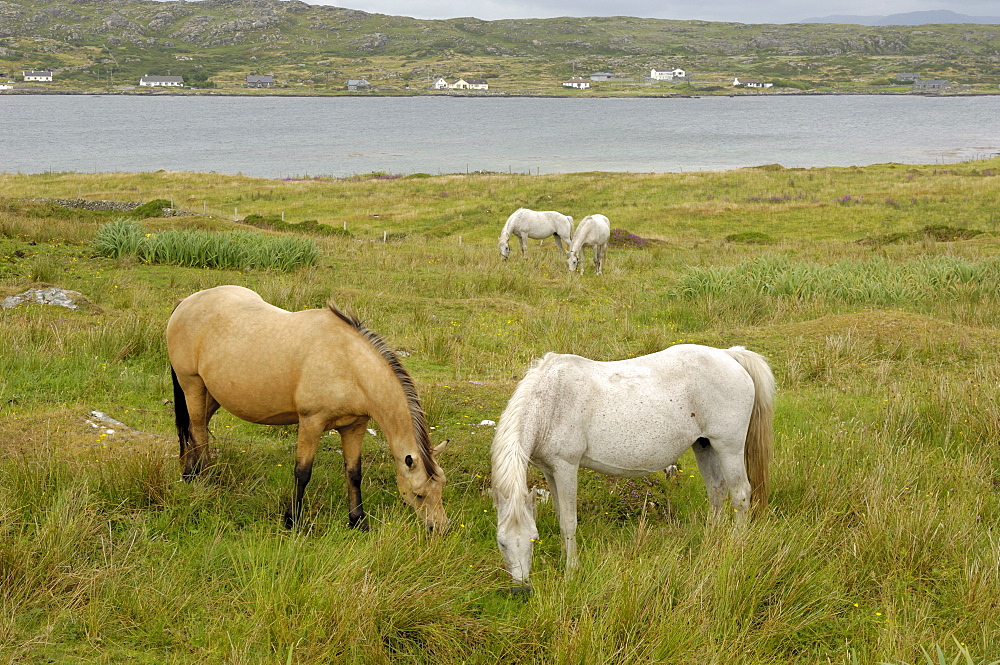 Connemara Ponies, County Galway, Connacht, Republic of Ireland, Europe