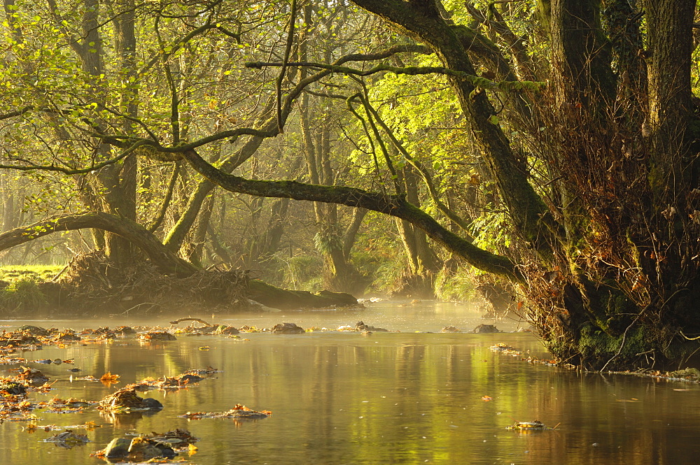 Autumn morning, Little Water of Fleet, Fleet Valley National Scenic Area, Dumfries and Galloway, Scotland, United Kingdom, Europe