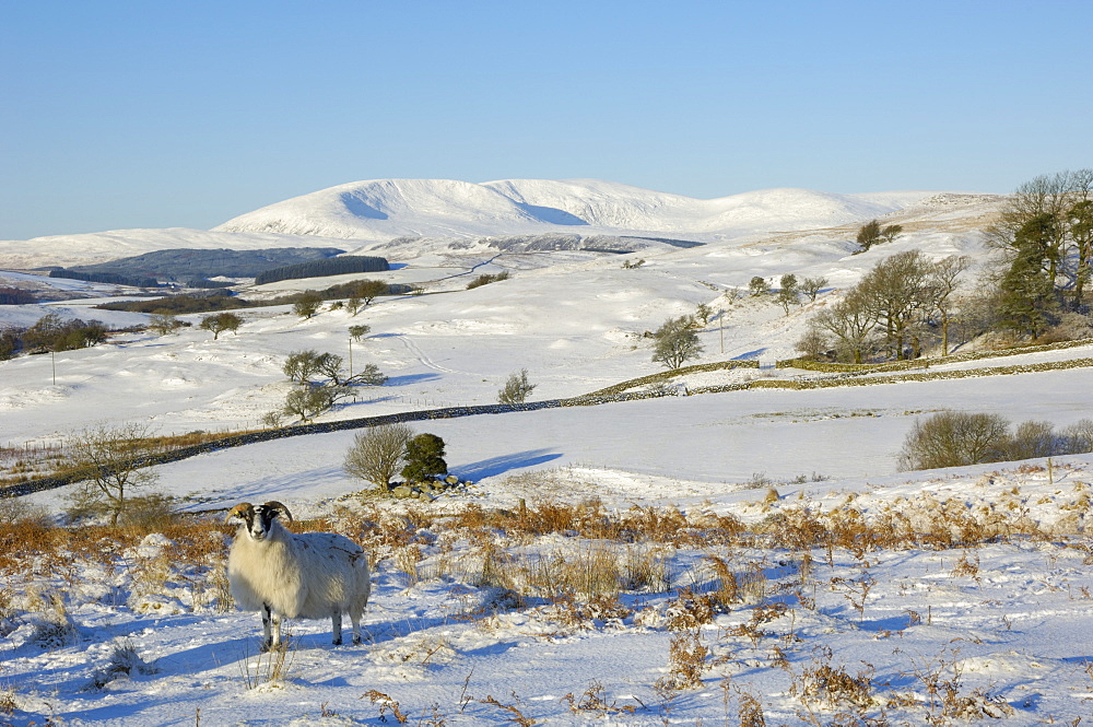 Black faced sheep with Cairnsmore of Fleet in the background in winter snow, Laghead, Dumfries and Galloway, Scotland, United Kingdom, Europe