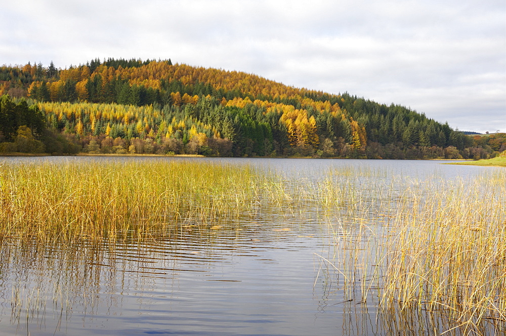 Woodhall Loch, near Laurieston, Dumfries and Galloway, Scotland, United Kingdom, Europe