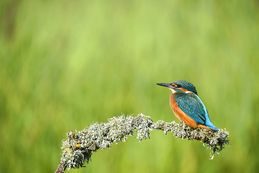 Kingfisher (Alcedo atthis), United Kingdom, Europe