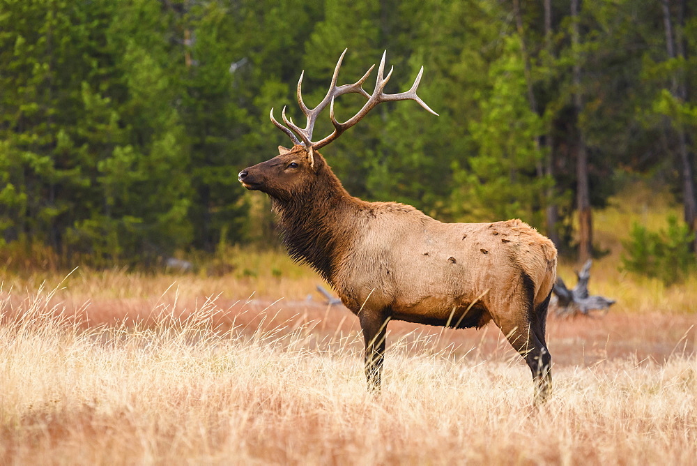 Elk (Cervus canadensis), Yellowstone National Park, UNESCO World Heritage Site, Wyoming, United States of America, North America