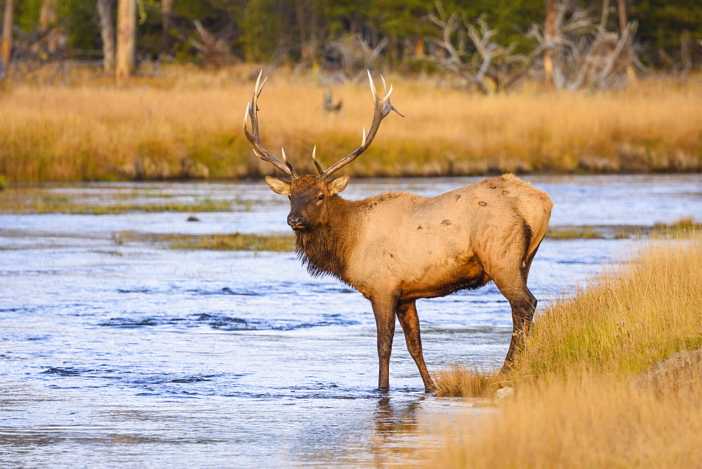 Elk (Cervus canadensis) crossing the Madison River, Yellowstone National Park, UNESCO World Heritage Site, Wyoming, United States of America, North America