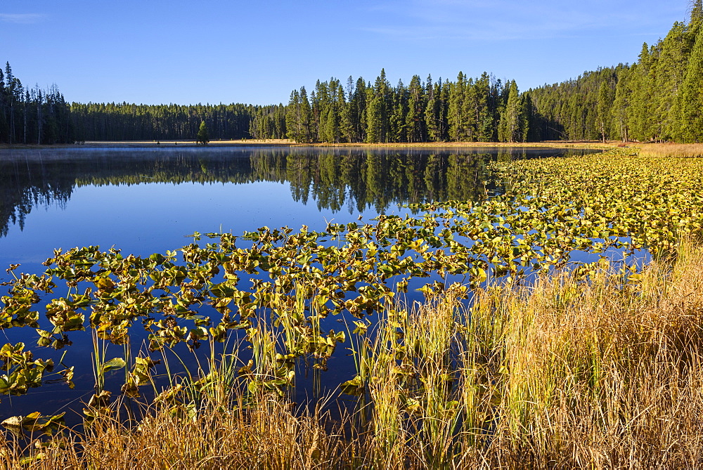 Ribbon Lake, Yellowstone National Park, UNESCO World Heritage Site, Wyoming, United States of America, North America