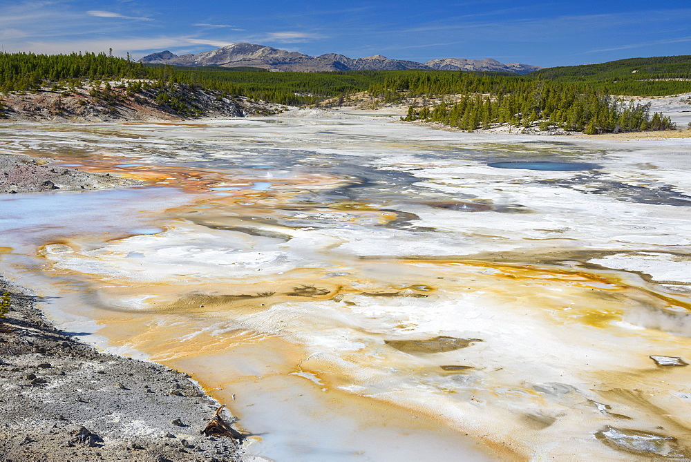 Porcelain Springs, Norris Geyser Basin, Yellowstone National Park, UNESCO World Heritage Site, Wyoming, United States of America, North America