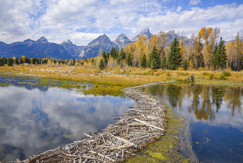 Beaver dam, Snake River at Schwabacher Landing, Grand Tetons National Park, Wyoming, United States of America, North America