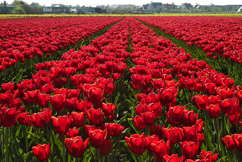 Tulip bulb fields, near Noordwijk, Holland, The Netherlands