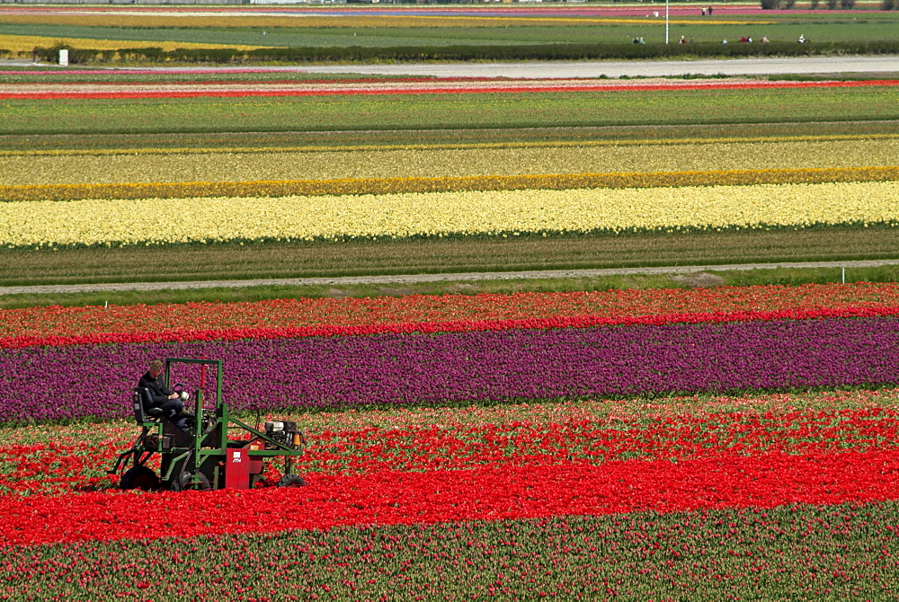 Working in the tulip rows in the bulb fields, near Lisse, Holland (The Netherlands), Europe