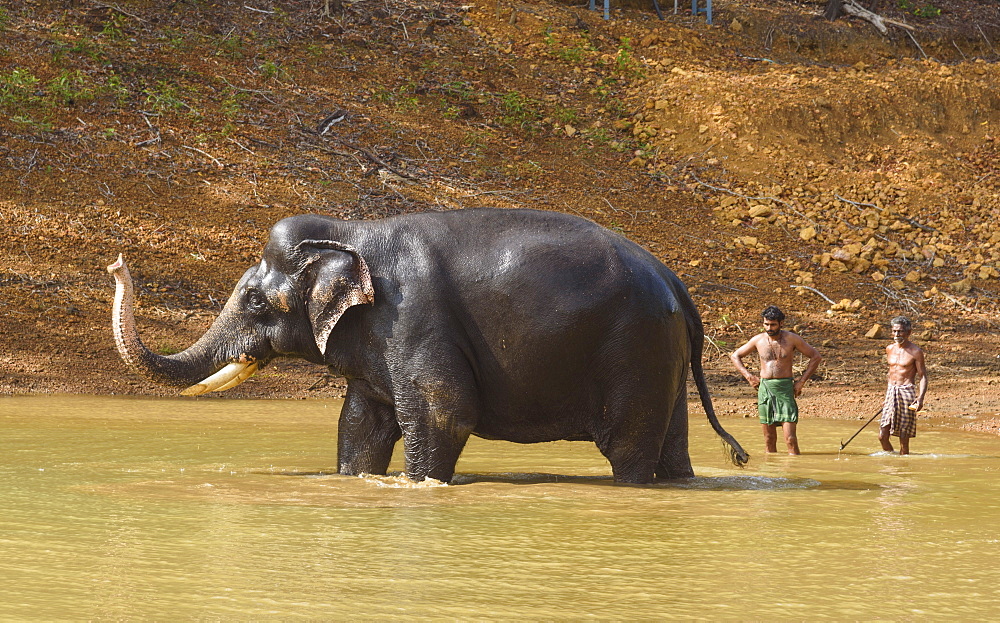 Washing the elephants at Kottoor Kappukadu Elephant rehabilitation centre, Kerala, India, South Asia