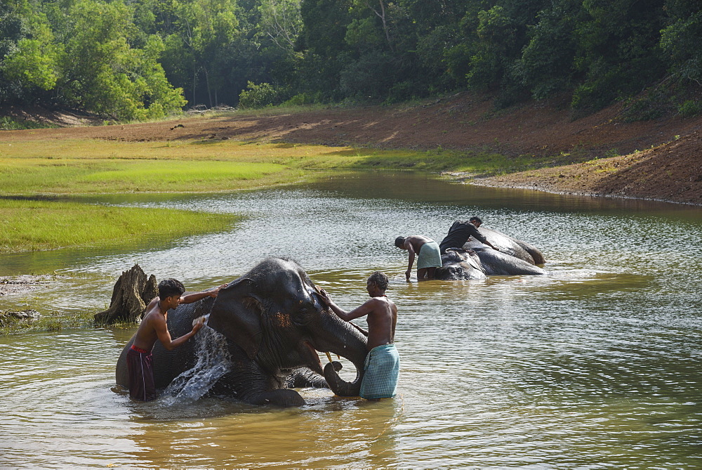 Washing the elephants at Kottoor Kappukadu Elephant rehabilitation centre, Kerala, India, South Asia