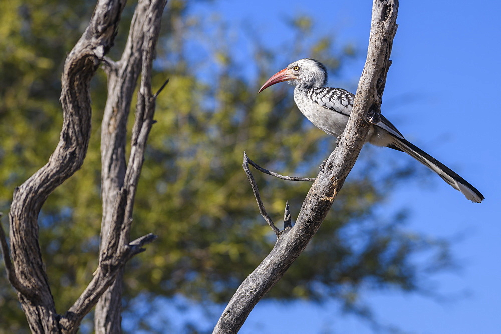 Southern Red-billed Hornbill (Tockus rufirostris), Makgadikgadi Pans National Park, Kalahari, Botswana, Africa