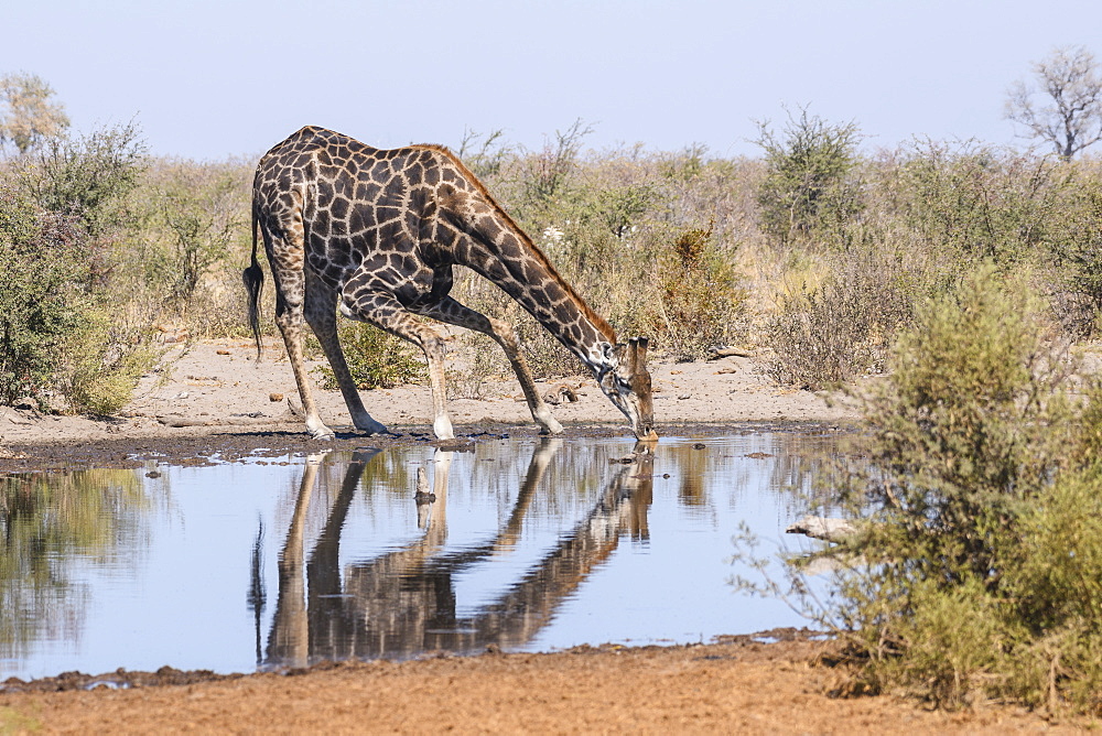 Southern giraffe (Giraffa giraffa), drinking at a waterhole, Makgadikgadi Pans National Park, Kalahari, Botswana, Africa