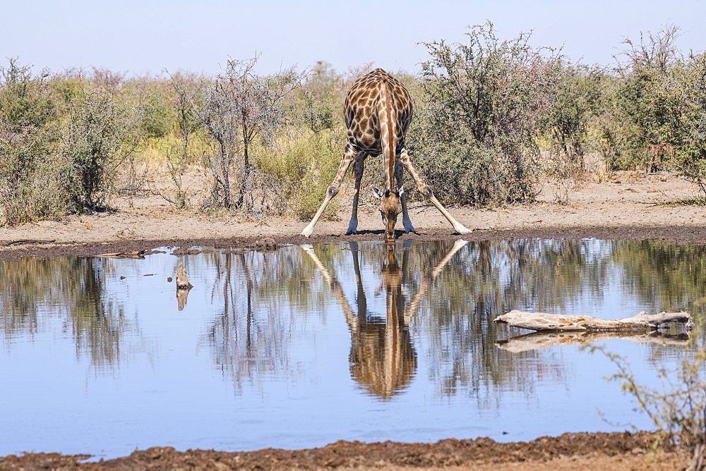 Southern giraffe (Giraffa giraffa) drinking at a waterhole, Makgadikgadi Pans National Park, Kalahari, Botswana, Africa