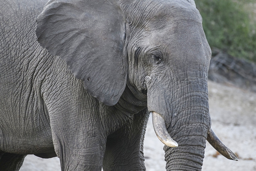 African Elephant (Loxodonta africana), Makgadikgadi Pans National Park, Kalahari, Botswana, Africa