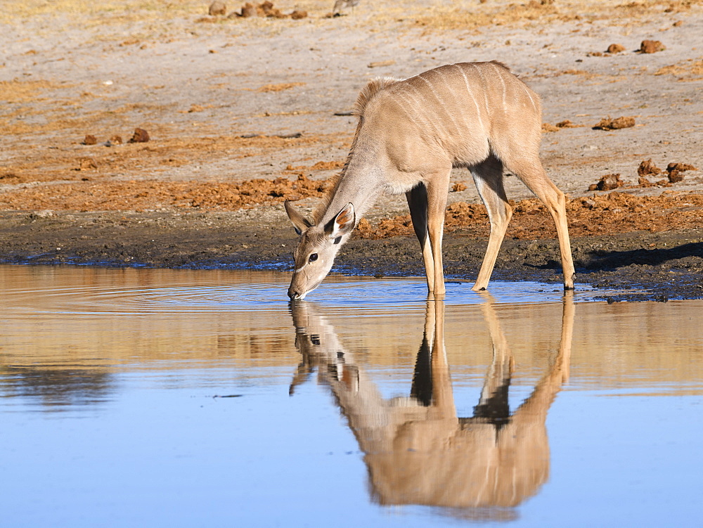 Female Greater Kudu (Tragelaphus strepsiceros), drinking in the Boteti River, Makgadikgadi Pans National Park, Kalahari, Botswana, Africa