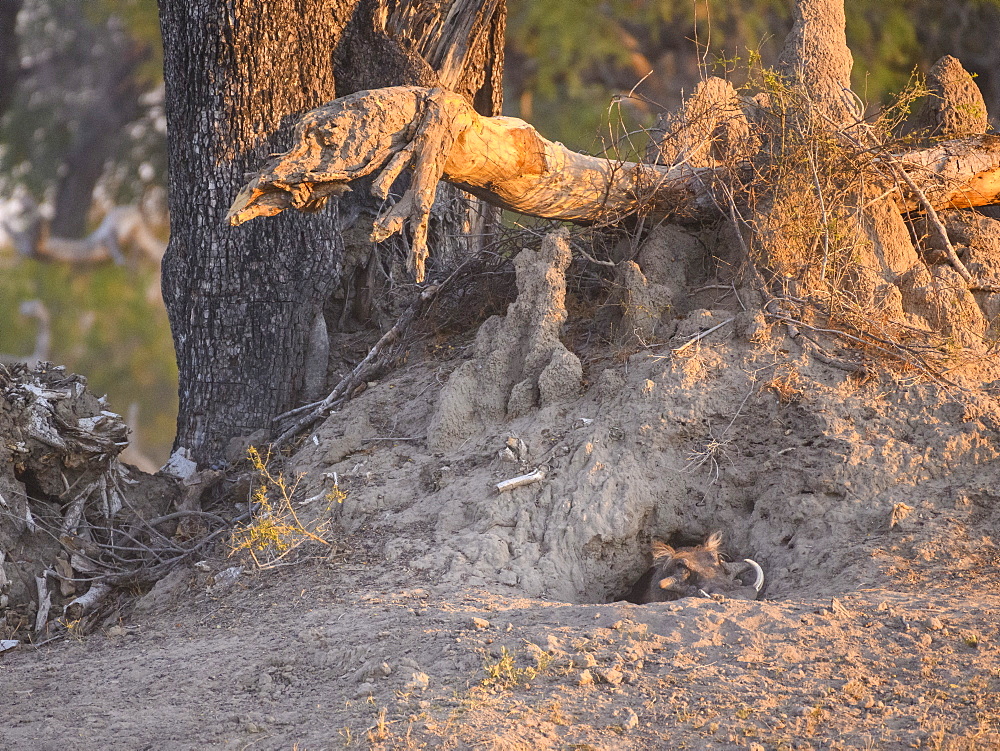 Common Warthog (Phacochoerus africanus), emerging from its den, Bushman Plains, Okavango Delta, Botswana, Africa