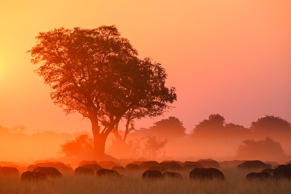 African buffalo (Cape Buffalo) (Syncerus caffer) at sunset, Bushman Plains, Okavango Delta, Botswana, Africa