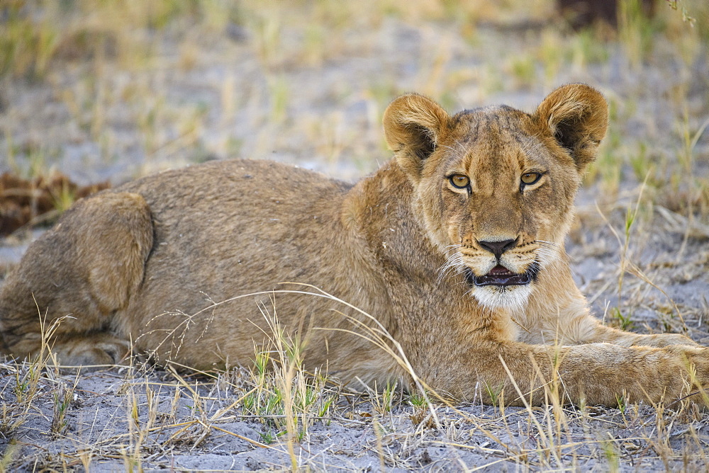 Young Lion cub (Panthera leo), about 6 months old, Khwai Private Reserve, Okavango Delta, Botswana, Africa