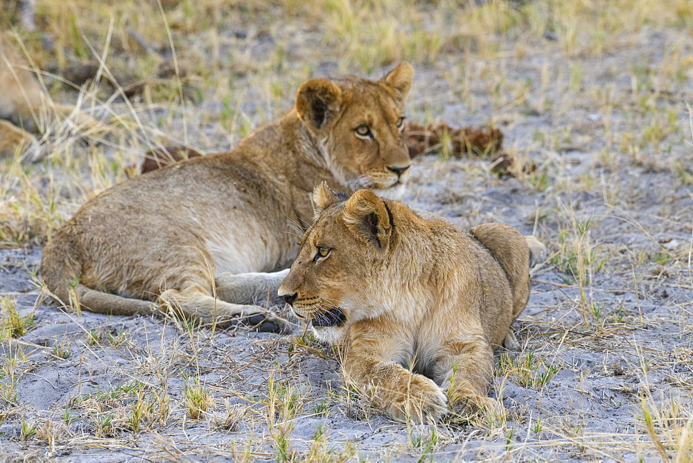 Young Lion cubs (Panthera leo), about 6 months old, Khwai Private Reserve, Okavango Delta, Botswana, Africa