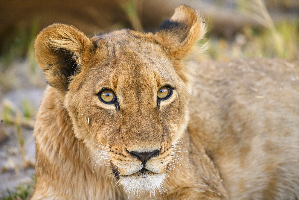 Young Lion cub (Panthera leo), about 6 months old, Khwai Private Reserve, Okavango Delta, Botswana, Africa