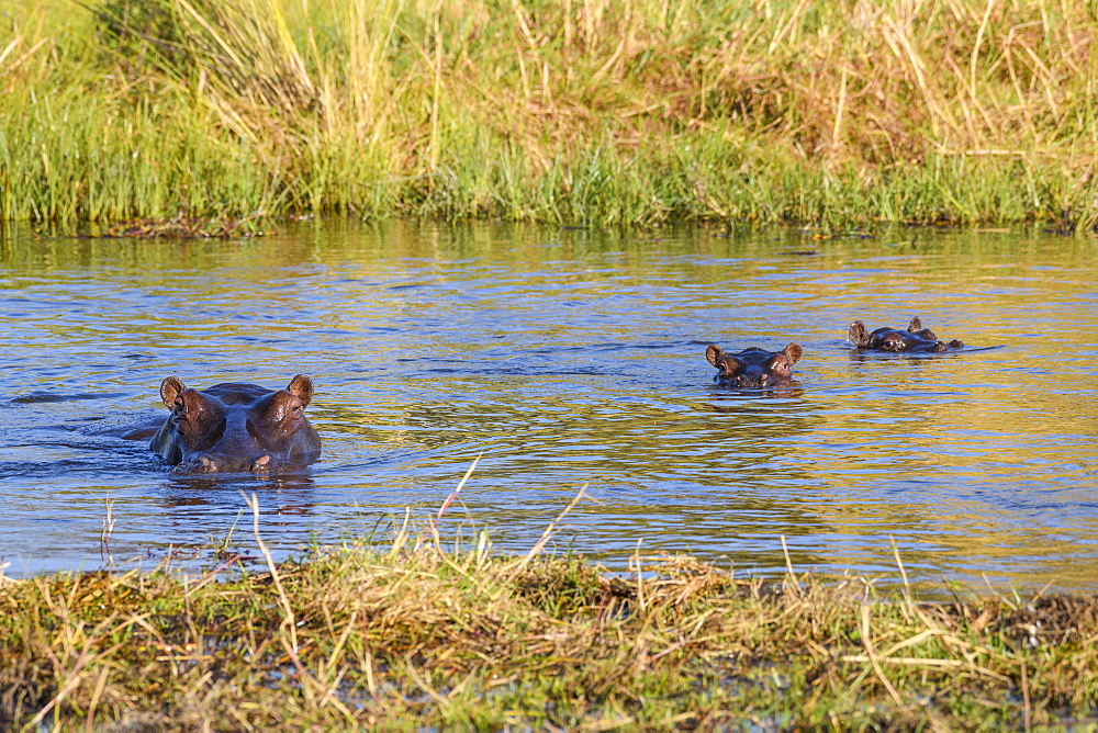 Hippopotamu (Hippopotamus amphibius) mother and two young, Khwai Private Reserve, Okavango Delta, Botswana, Africa