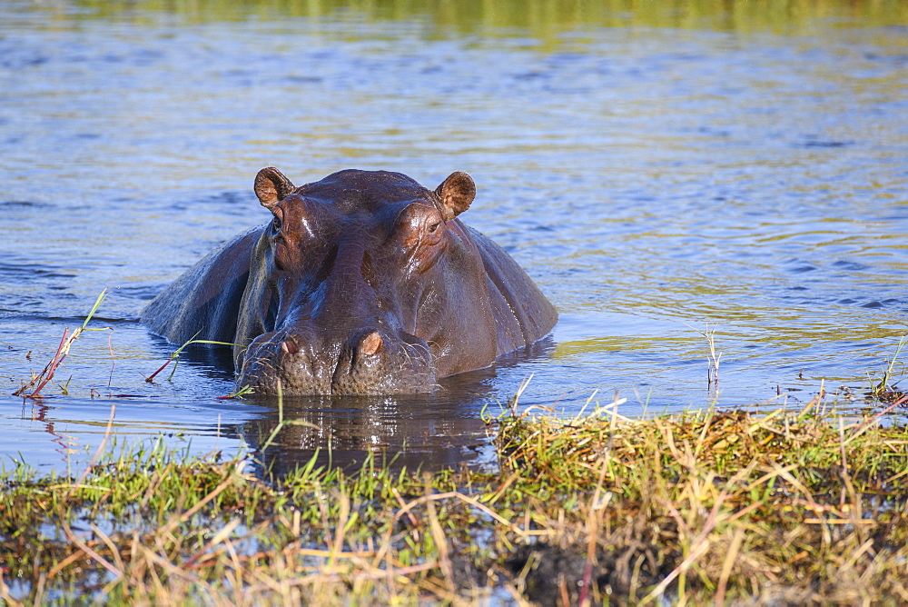 Hippopotamus (Hippopotamus amphibius), Khwai Private Reserve, Okavango Delta, Botswana, Africa