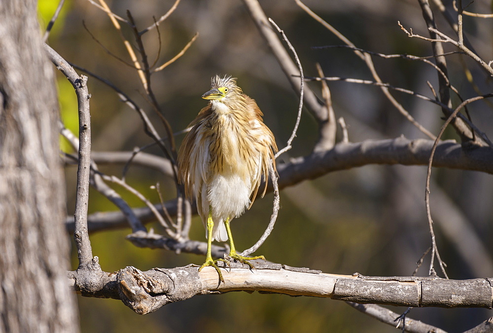 Squacco Heron (Ardeola ralloides) in a tree, Khwai Private Reserve, Okavango Delta, Botswana, Africa