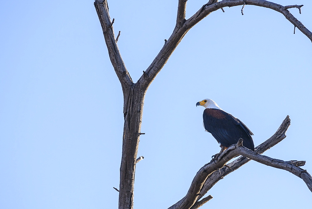 African Fish Eagle (Haliaeetus vocifer) in a tree, Khwai Private Reserve, Okavango Delta, Botswana, Africa