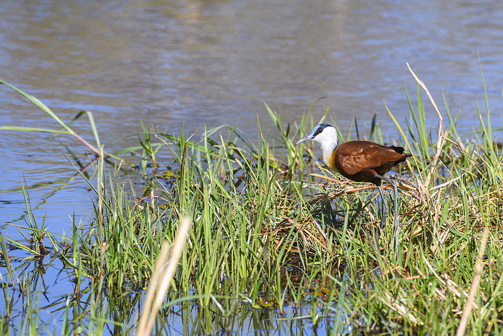 African Jacana (Actophilornis africanus), Khwai Private Reserve, Okavango Delta, Botswana, Africa