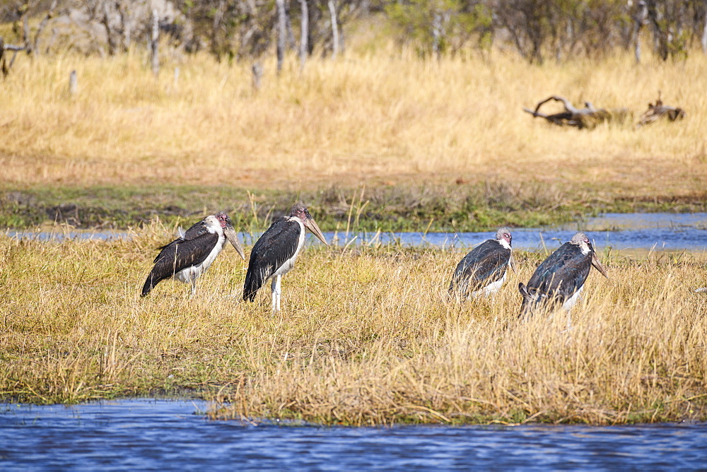 Marabou Stork (Leptoptilos crumenifer), Khwai Private Reserve, Okavango Delta, Botswana, Africa