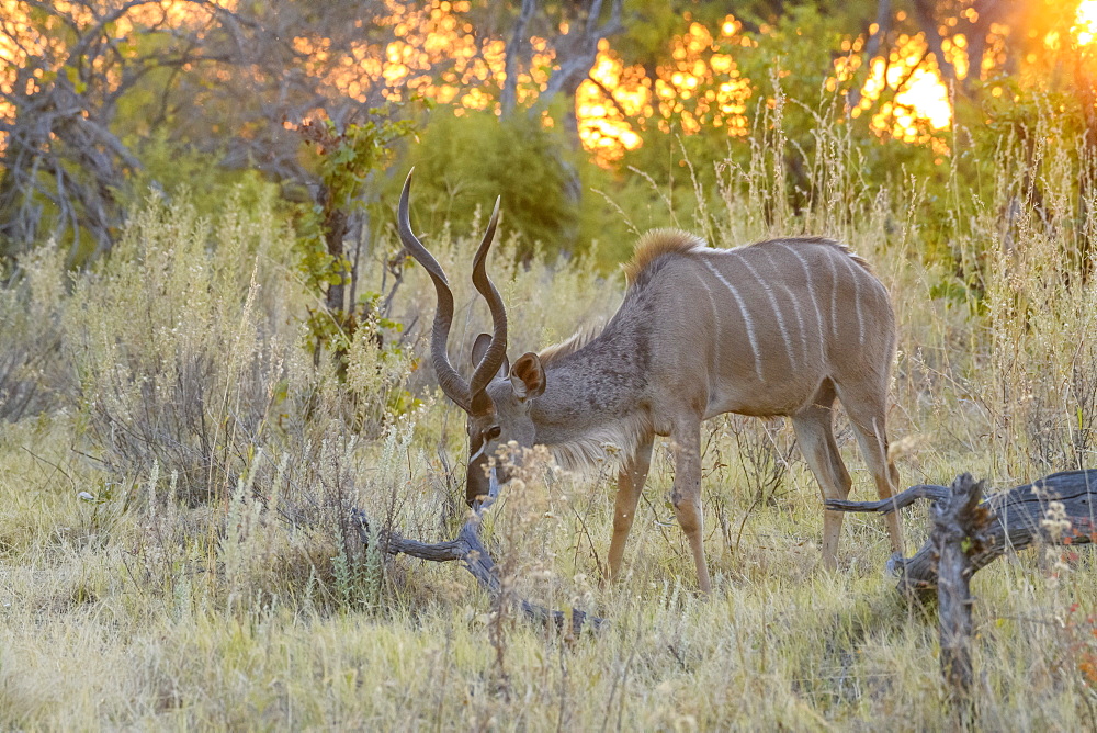 Male Greater Kudu (Tragelaphus strepsiceros), Khwai Private Reserve, Okavango Delta, Botswana, Africa