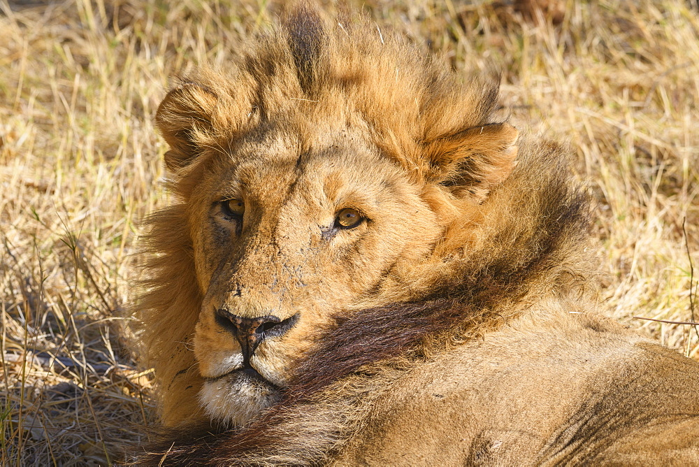 Male Lion (Panthera leo) resting during the heat of the day, Khwai Private Reserve, Okavango Delta, Botswana, Africa