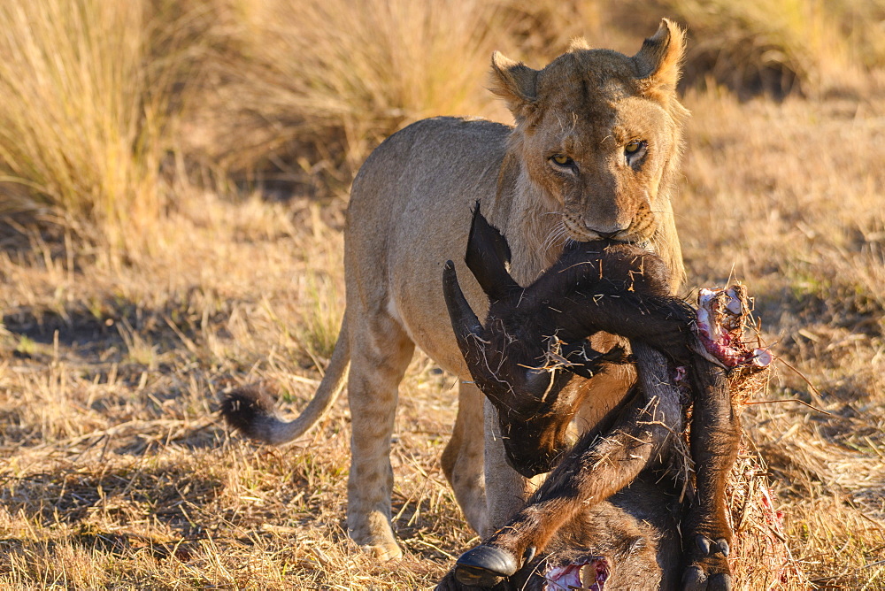 Young male Lion (Panthera leo) with a Buffalo calf carcass, Macatoo, Okavango Delta, Botswana, Africa