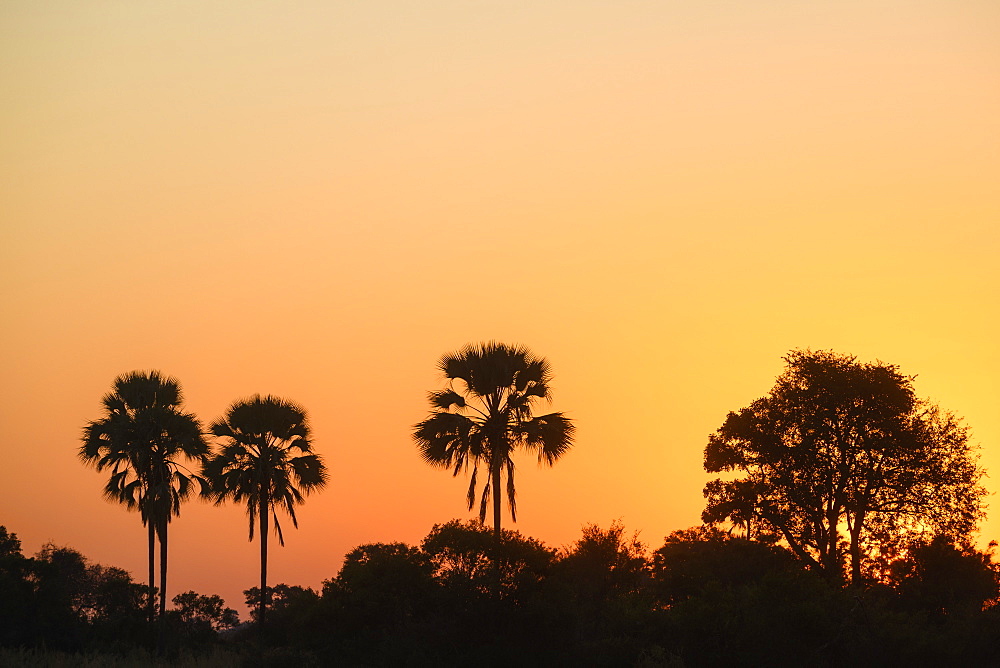 Sunset over palm trees, Macatoo, Okavango Delta, Botswana, Africa