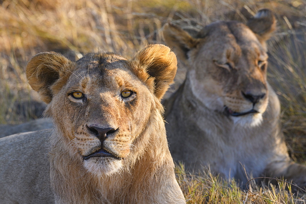 Lion (Panthera leo), Macatoo, Okavango Delta, Botswana, Africa